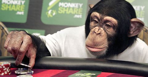 Opice umí holdovat (nejen) hazardu